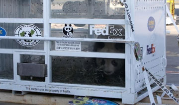 中国赠法熊猫欢欢和圆仔抵达戴高乐国际机场